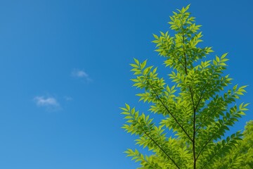 Clear sky featuring a lush green tree