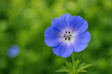 Garden with a vibrant blue blossom