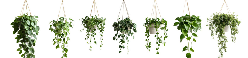Fototapeta premium PNG Hanging plants enhance decor beautifully, element set on transparent background