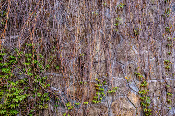 A stone wall on the street is covered with dry grape stalks.