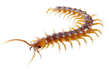 Centipede isolated on a transparent background