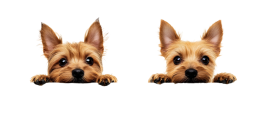 Two cute small terrier dogs looking over edge, cut out transparent