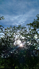 Ziziphus jujuba (jujube, red date) - blossoms. jujube tree with sky and sunlight in the afternoon
