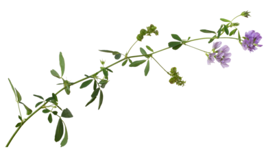 Twig of purple flowers and green leaves of lucerne (Medicago) isolated on white or transparent background. Profile view.