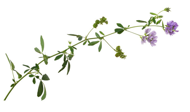 Twig of purple flowers and green leaves of lucerne (Medicago) isolated on white or transparent background. Profile view.