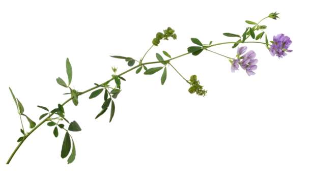 Twig of purple flowers and green leaves of lucerne (Medicago) isolated on white or transparent background. Profile view. - Powered by Adobe