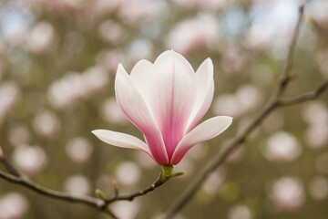 Elegant Japanese Magnolia Tree Showcase