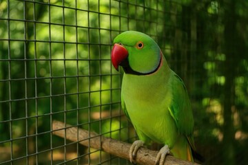 Captive Indian Ringneck Parakeet at a Malaysian zoo
