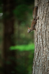 squirrel on a tree