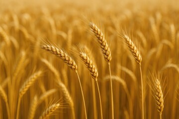 Fototapeta premium Golden wheat stalks in a vast farmland setting during harvest season