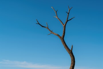 Bare twigs silhouetted against a clear blue sky