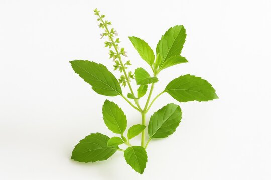 Pure holy basil extract on a plain white backdrop