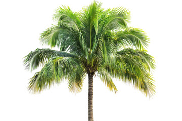 Lush Palm Tree on Black Backdrop Tropical Paradise Vacation Vibes Summer Beach Island Life on transparent background