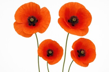 Naklejka premium Close-up of Vibrant Red Poppy Blooms Against a Plain White Backdrop, Featuring Extensive Depth of Field and Macro Details, Representing Dreams, Forgetfulness, and Creativity