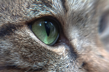 Macro Photography of Tabby Cat Eye