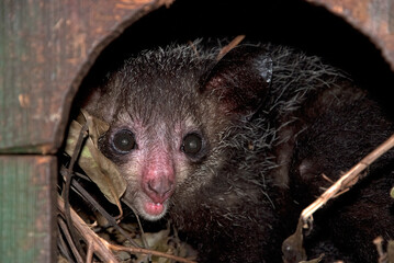 lémurien aye aye, daubentonia madagascariensis, Madagascar