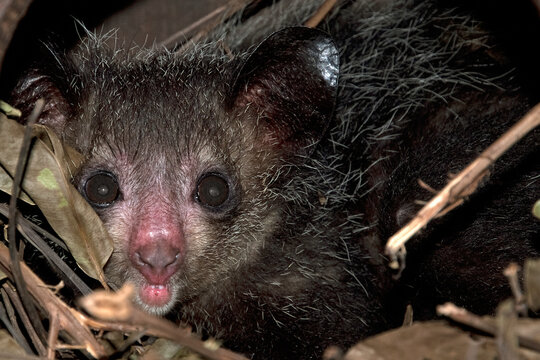 l&eacute;murien aye aye, daubentonia madagascariensis, Madagascar
