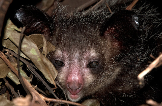 l&eacute;murien aye aye, daubentonia madagascariensis, Madagascar