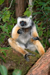 Propithèque à diadème, Propithecus diadema, Lémurien, Madagascar