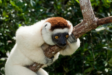 Propithèque de Verreaux, Lémurien, Propithecus verreauxi, Madagascar