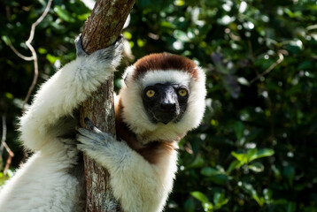 Propithèque de Verreaux, Lémurien, Propithecus verreauxi, Madagascar