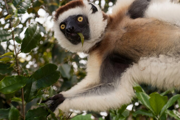 Fototapeta premium Propithèque de Verreaux, Lémurien, Propithecus verreauxi, Madagascar