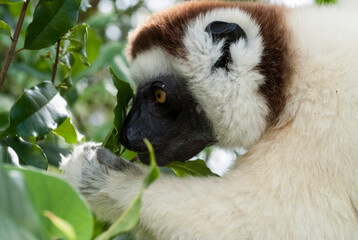 Propithèque de Verreaux, Lémurien, Propithecus verreauxi, Madagascar