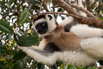 Propithèque de Verreaux, Lémurien, Propithecus verreauxi, Madagascar