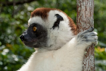 Propithèque de Verreaux, Lémurien, Propithecus verreauxi, Madagascar