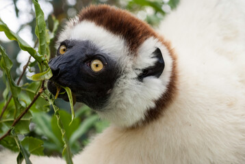 Propithèque de Verreaux, Lémurien, Propithecus verreauxi, Madagascar