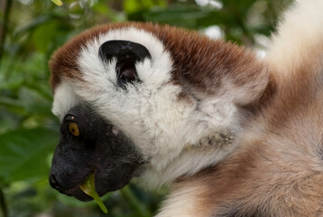Propithèque de Verreaux, Lémurien, Propithecus verreauxi, Madagascar