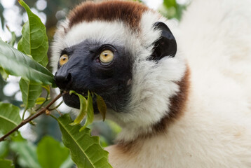 Propithèque de Verreaux, Lémurien, Propithecus verreauxi, Madagascar