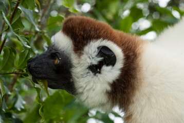 Propithèque de Verreaux, Lémurien, Propithecus verreauxi, Madagascar