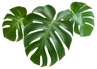 Three tropical leaves monstera or monstera deliciosa isolated on white background. monstera leaf. Object with clipping path