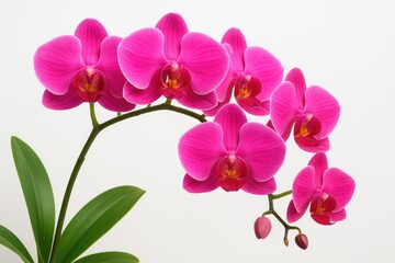 Obraz premium Vivid pink orchids displayed against a plain white backdrop