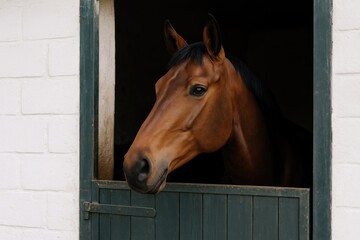 Mysterious brown horse peering from its stable