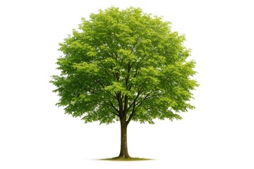Single tree against a white backdrop showcasing natural flora