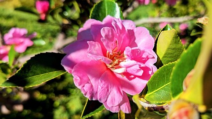 Camelia japonica flower, pink colour detail in the Japanese Garden, Cowra, Australia.