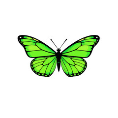 Green Butterfly Icon, Clean Vector Lines, Symmetrical Wings, Flat Design