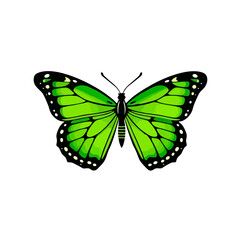 Green Butterfly Logo With Tribal Style Wings, Bold Black Outlines