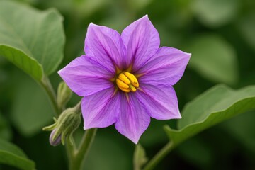 Obraz premium This is an eggplant blossom showcasing stunning purple flowers