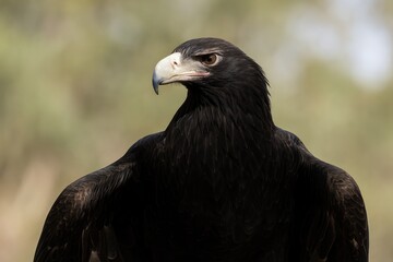 The Wedge-tailed Eagle features a dark brown to black plumage with a pale cream beak and belongs to the raptor family.