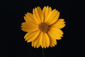 Bright yellow blossom against a dark backdrop, isolated