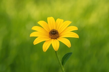 Close-up of a vibrant yellow blossom with a soft, blurred natural backdrop