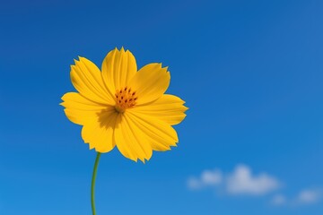 Bright yellow cosmos blossoms against a clear blue sky in a natural setting