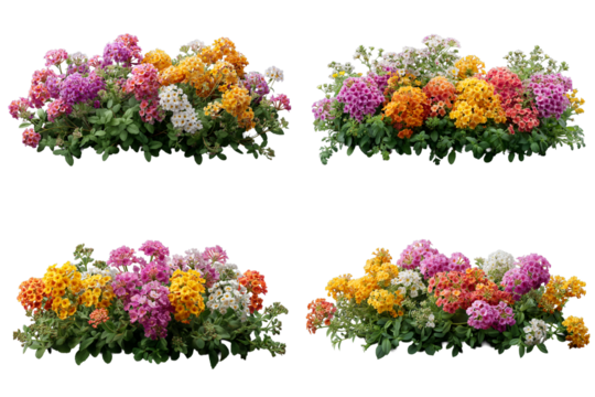 色とりどりの花が咲き揃う華やかな寄せ植え_背景透過_切り抜き