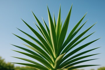 Detailed view of a foliage with pointed green leaves under a bright blue sky outdoors