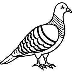 Zebra Dove Contour Style Vector Art