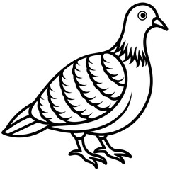 Zebra Dove Contour Style Vector Art