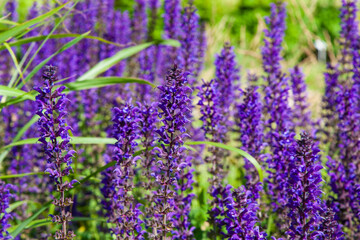 A background of beautiful purple flowers. Summer purple flowers. Summer sage (Salvia nemorosa) blooms among wild herbs. Woodland sage, Balkan clary, blue sage or wild sage. Blooming flower